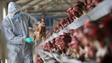 Photo of बिहार में बर्ड फ्लू की दस्तक : सैंपल जांच में बर्ड फ्लू की हुई पुष्टि, मुर्गियों को मारने का काम शुरू